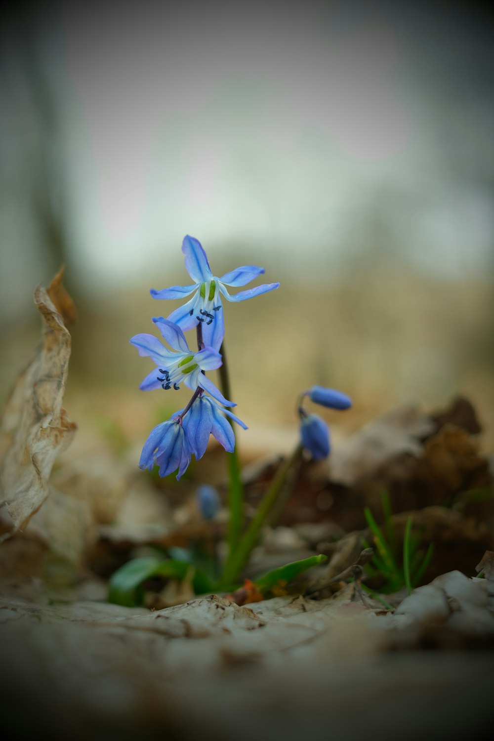 a small blue flower sitting on top of a leaf covered ground