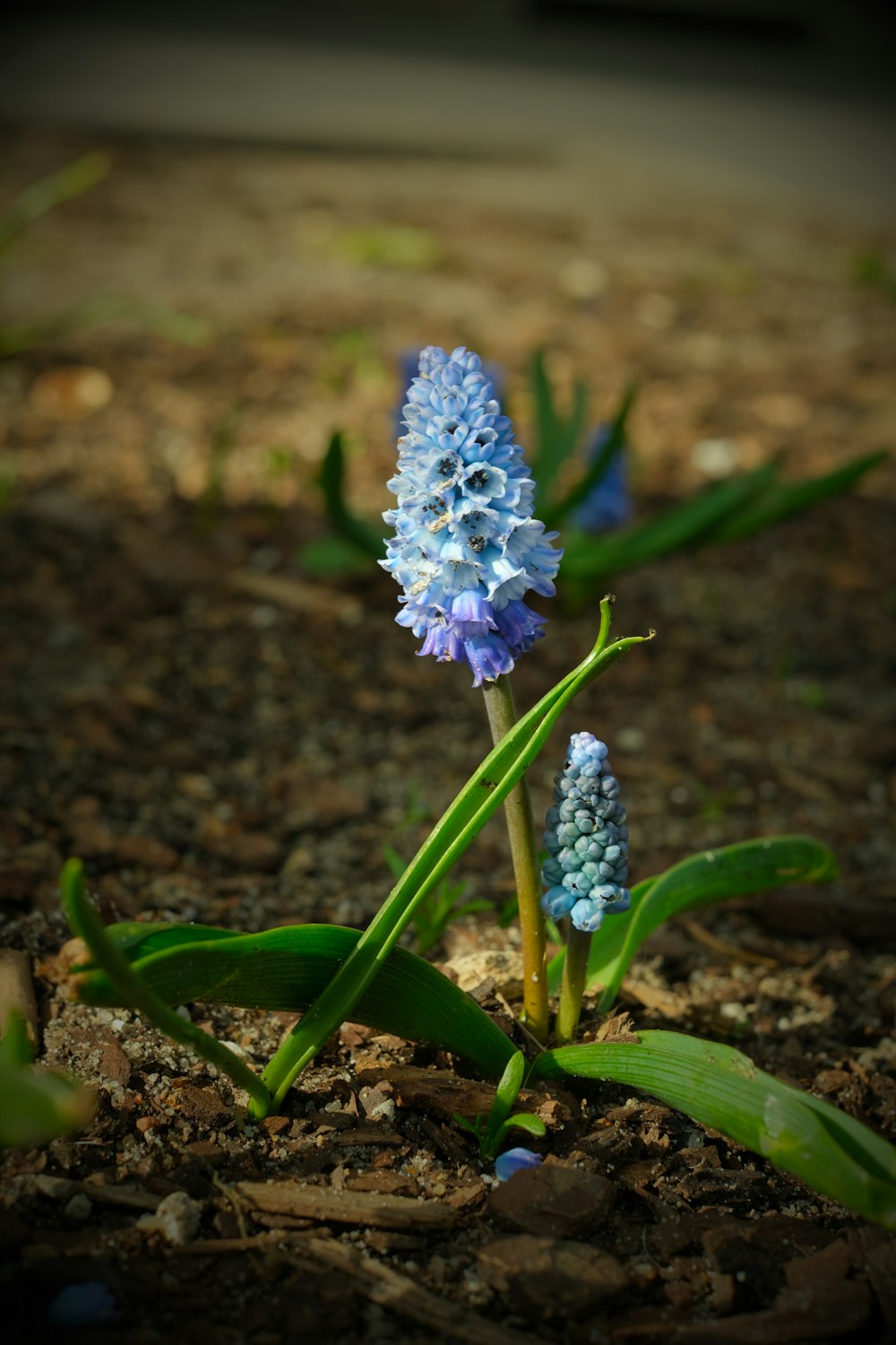 a blue flower is growing out of the ground