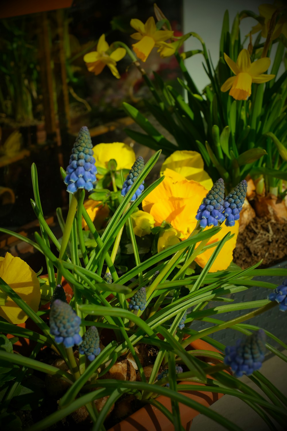 a bunch of flowers that are in a pot