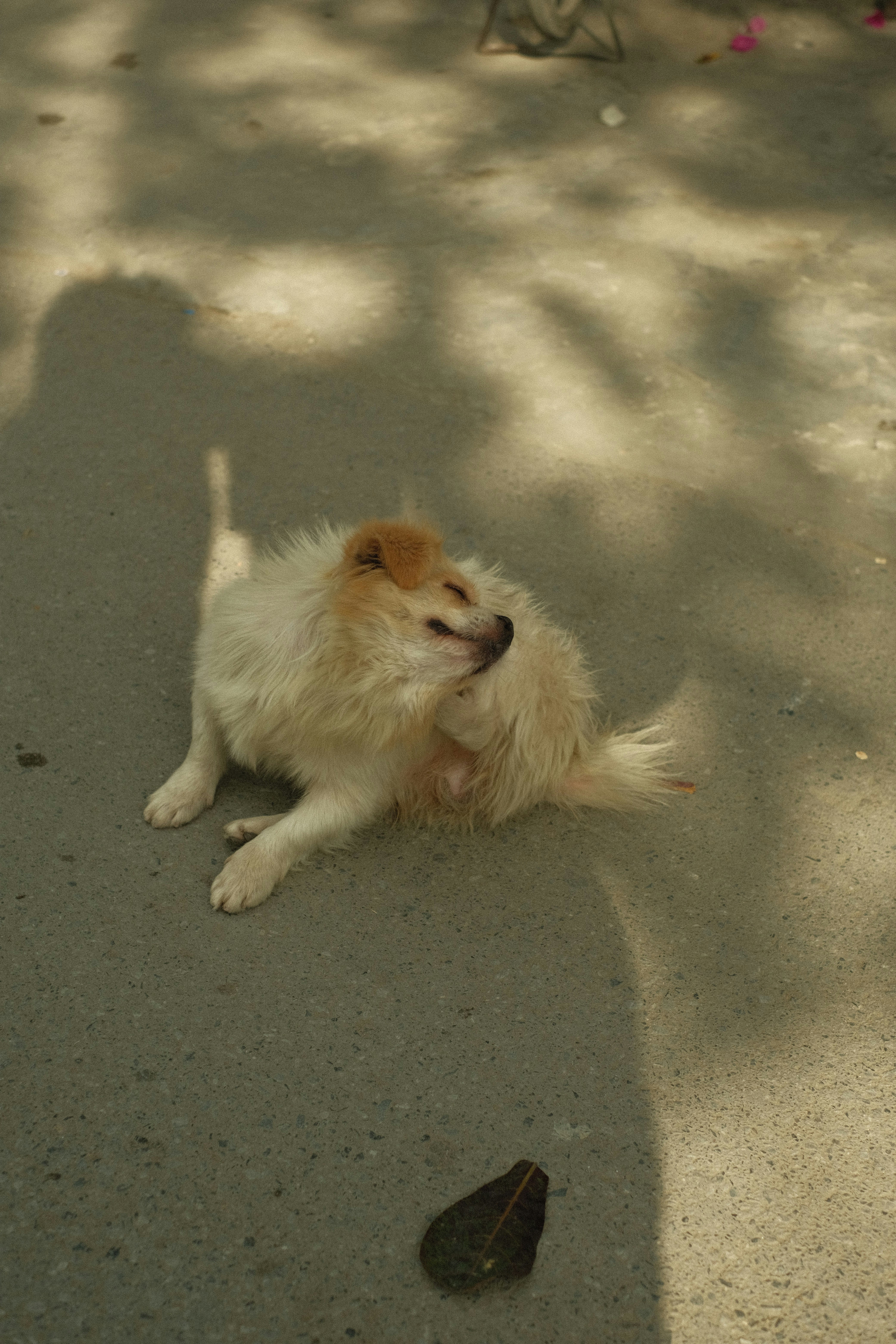 a dog laying on the ground next to a bird