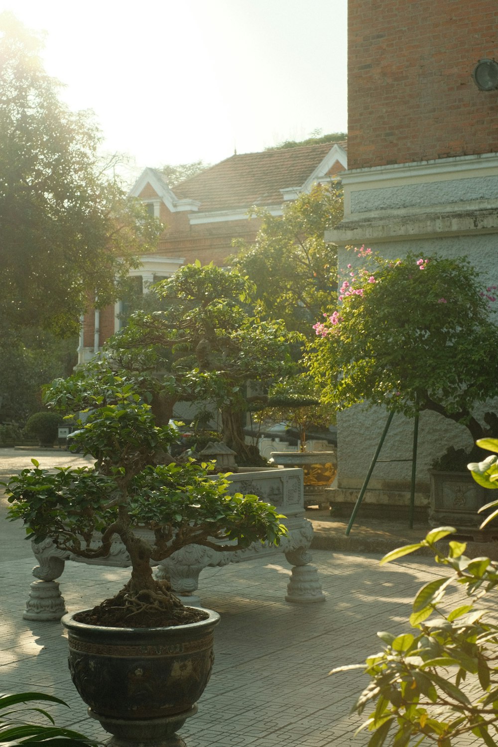 a bonsai tree in a pot on a patio