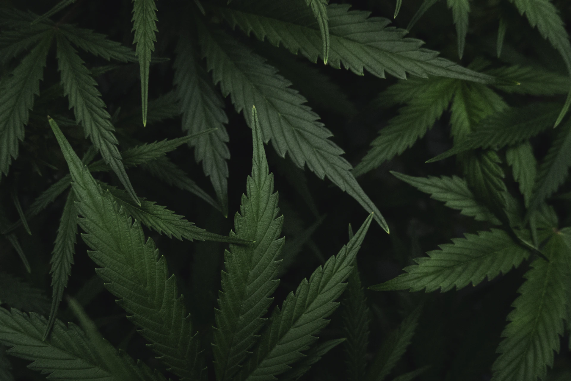 a close up of a bunch of green leaves