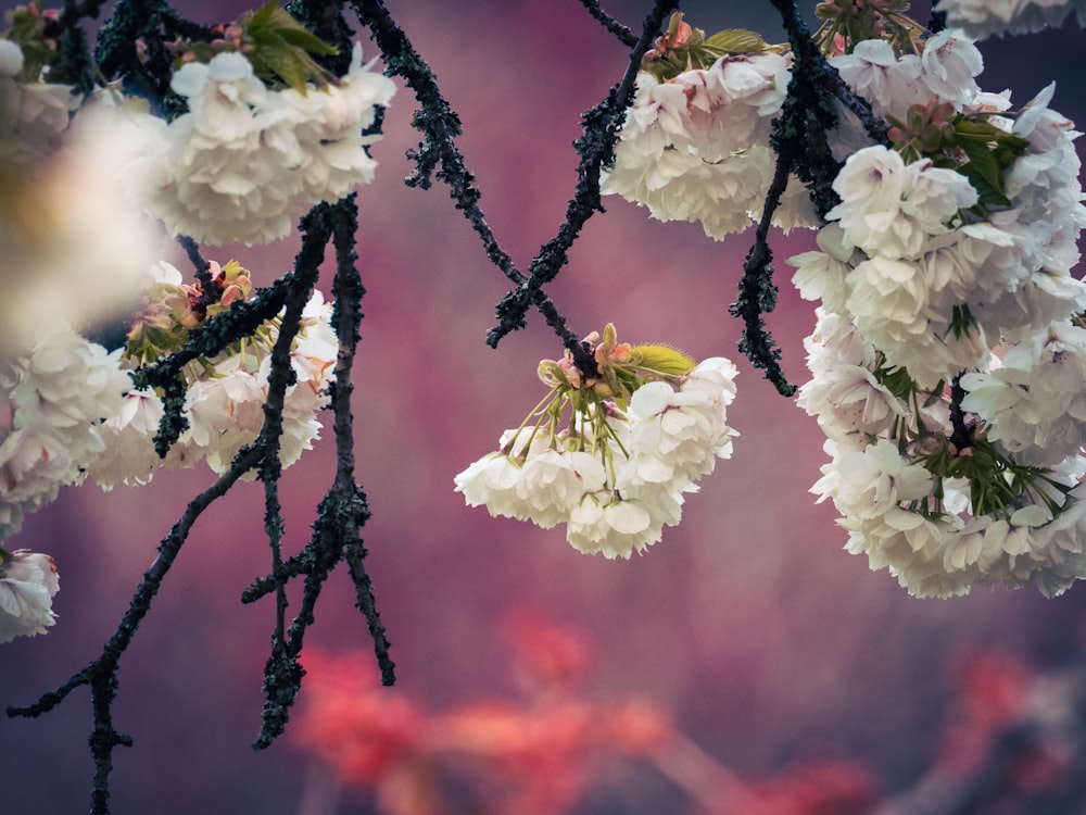 a branch of a tree with white flowers