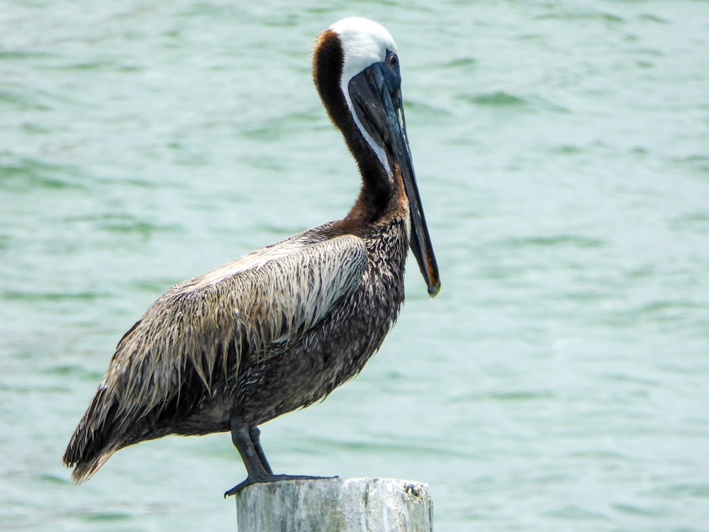 a pelican is standing on a post by the water