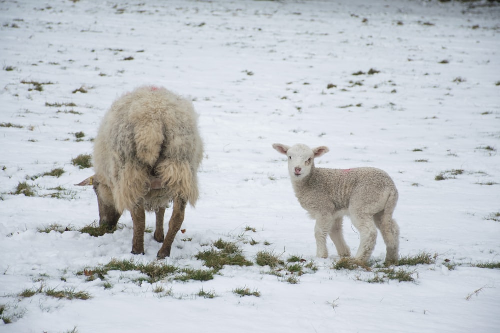 a sheep and a lamb are standing in the snow