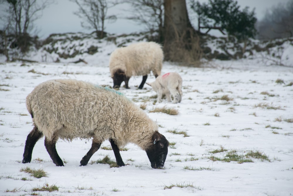 a group of sheep grazing in the snow