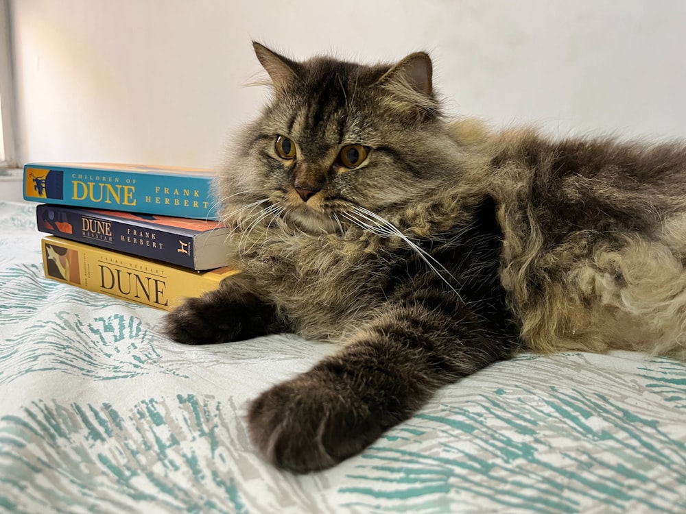 a cat laying on top of a bed next to a stack of books