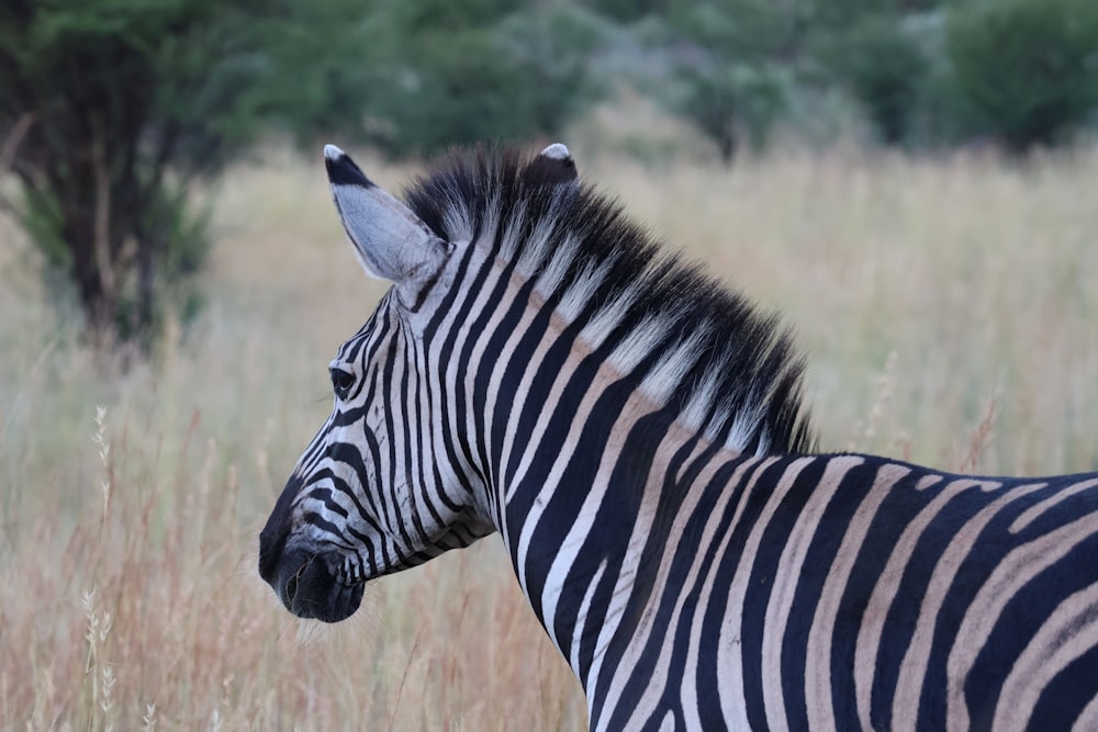 a zebra standing in a field of tall grass