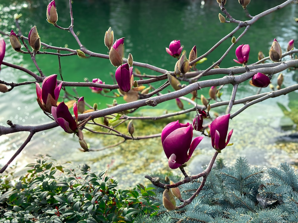 a tree with purple flowers in front of a body of water