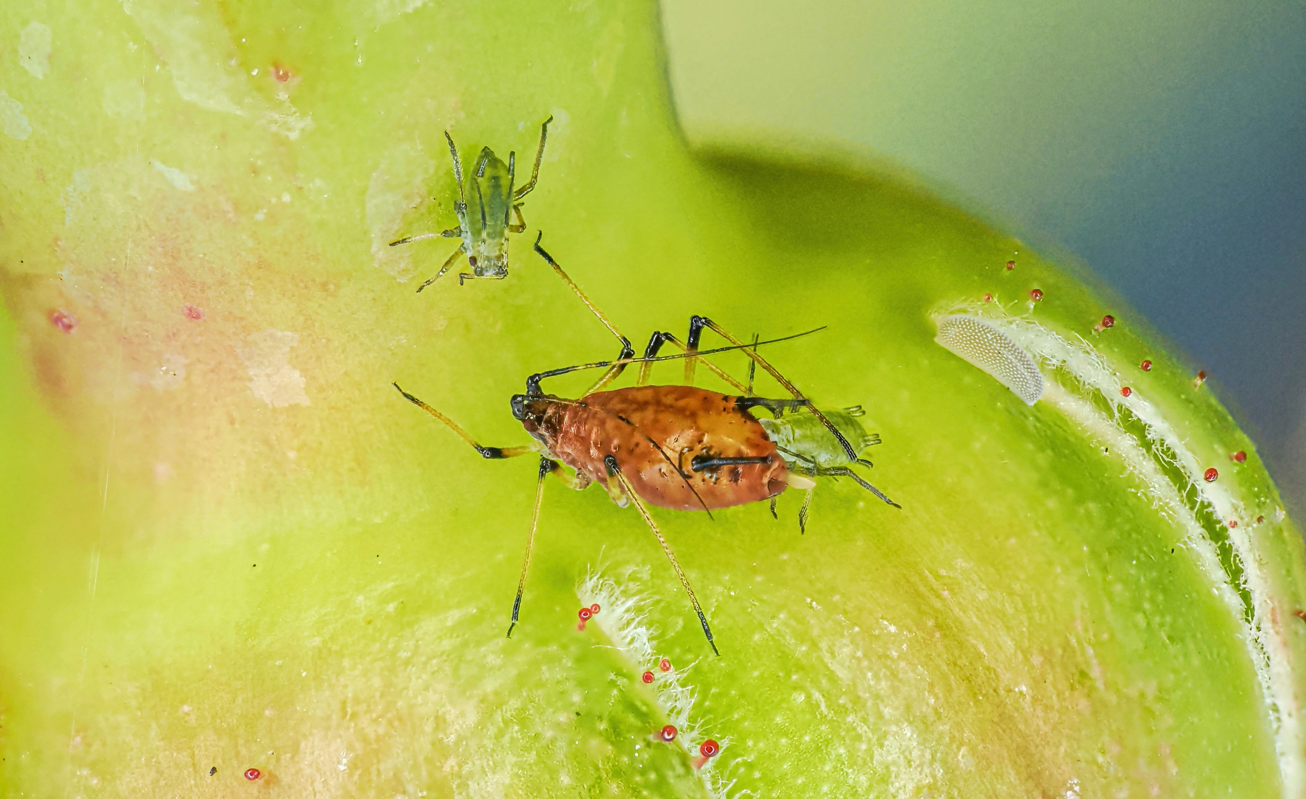 a close up of two bugs on a green apple