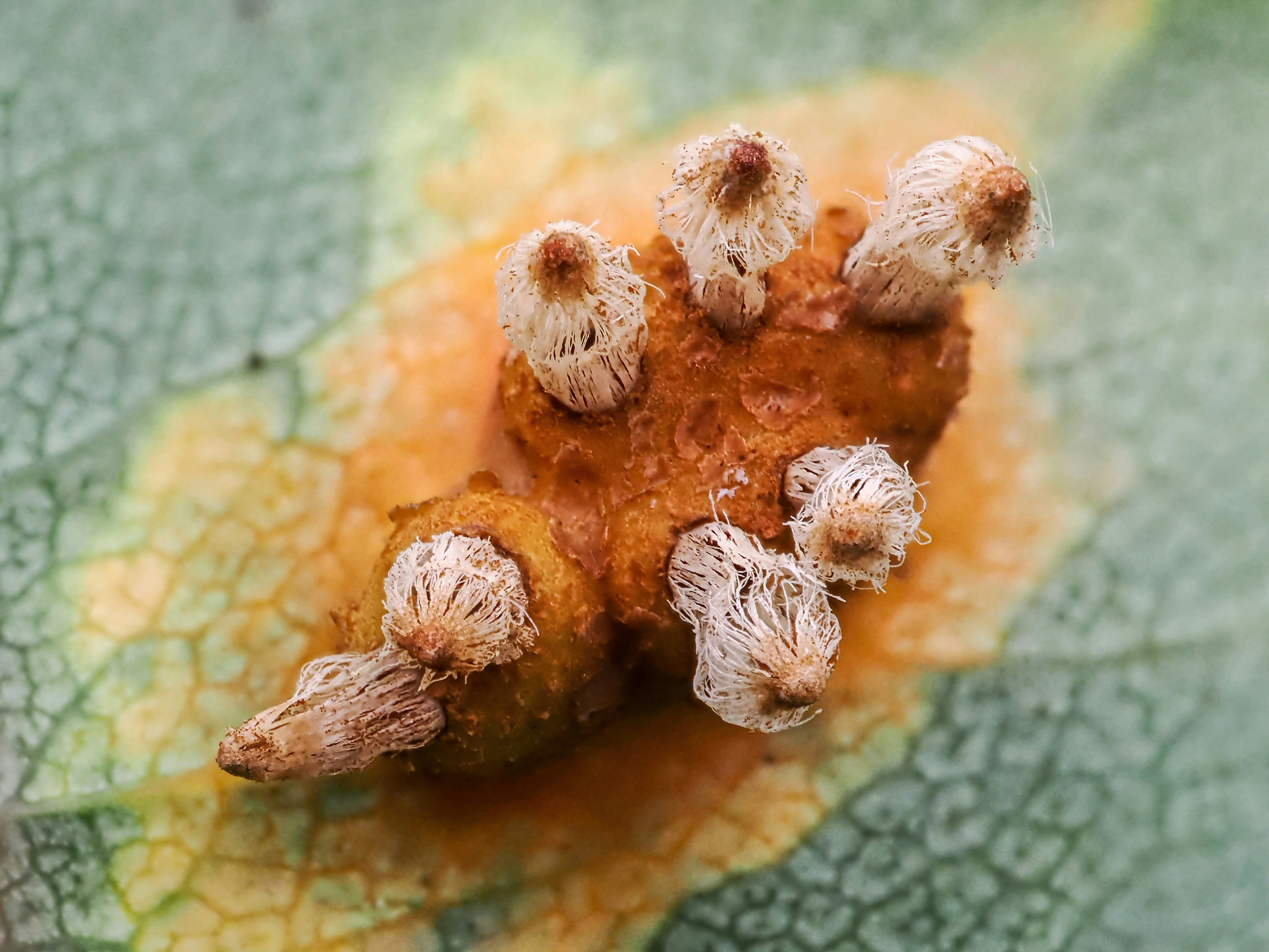 Lessons from a Moldy Cantaloupe (image credits: unsplash)