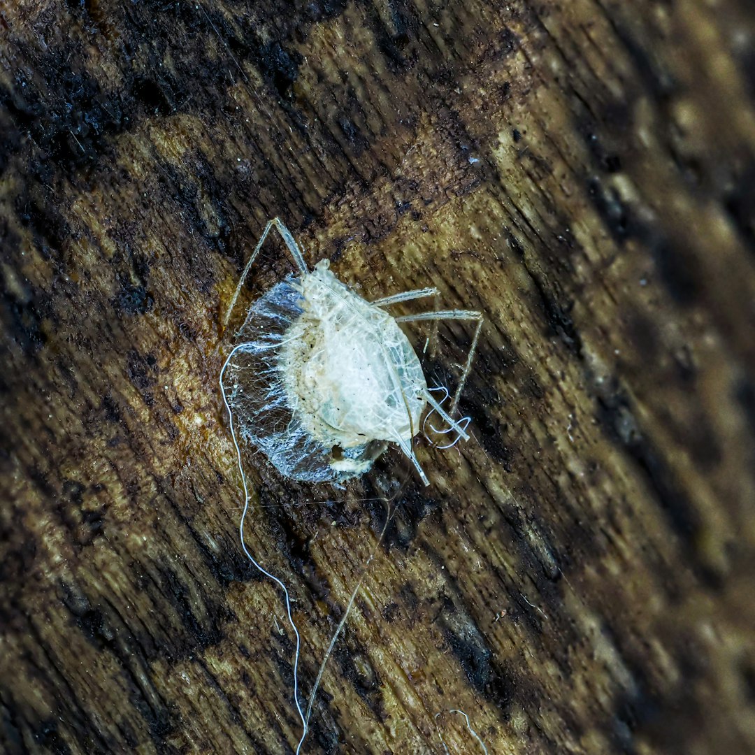 Bed Bug