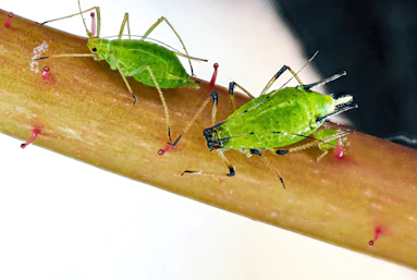 a couple of green bugs sitting on top of a leaf
