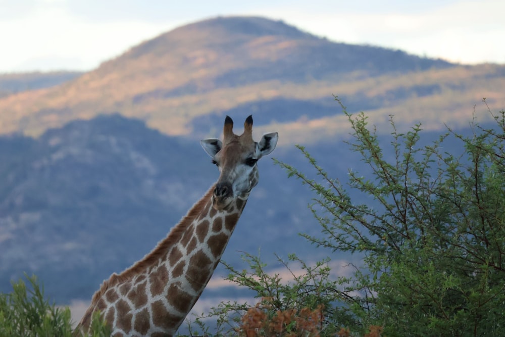a giraffe standing next to a lush green forest