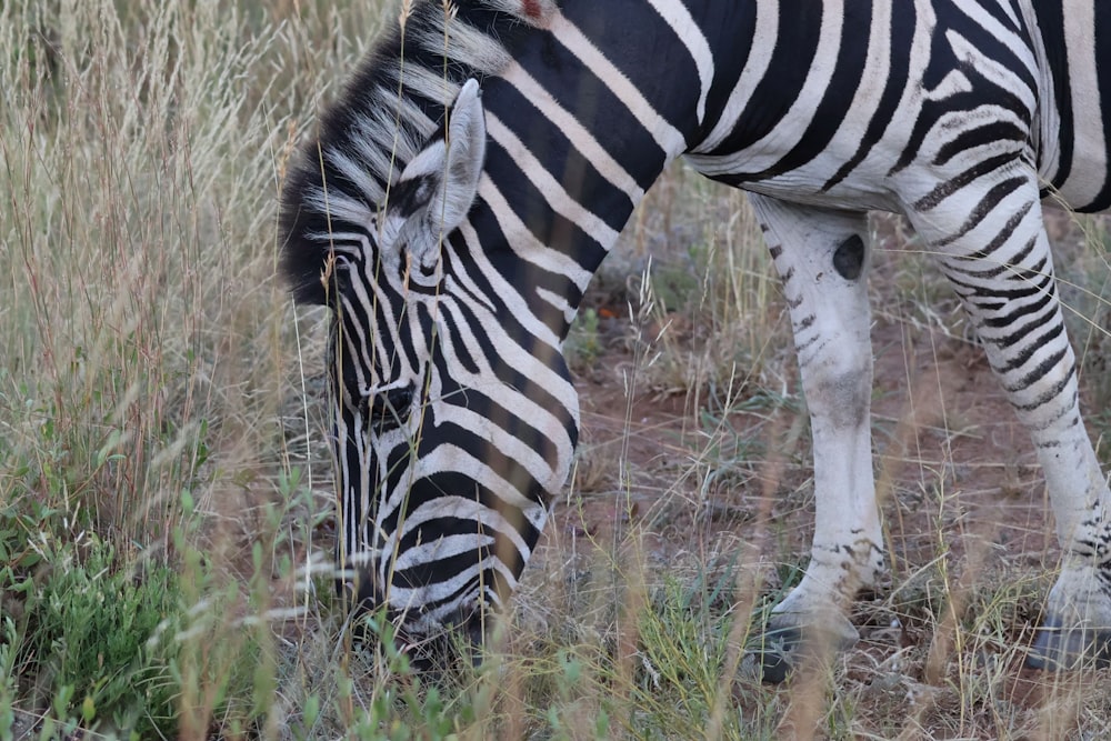 a zebra grazing on grass in a field