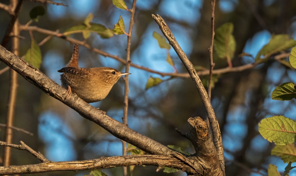 a small bird perched on a tree branch