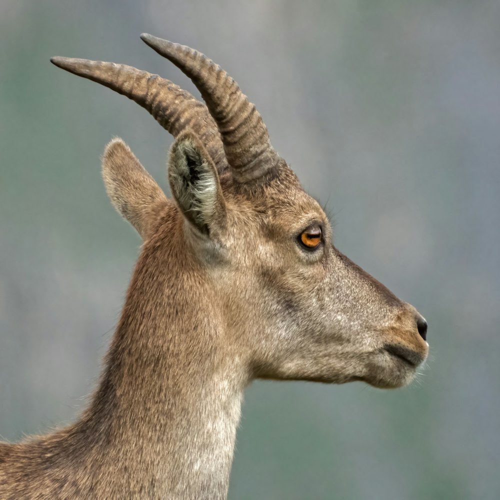 a close up of a goat with very long horns