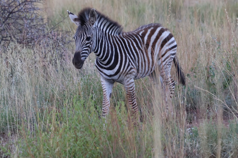 a zebra standing in a field of tall grass