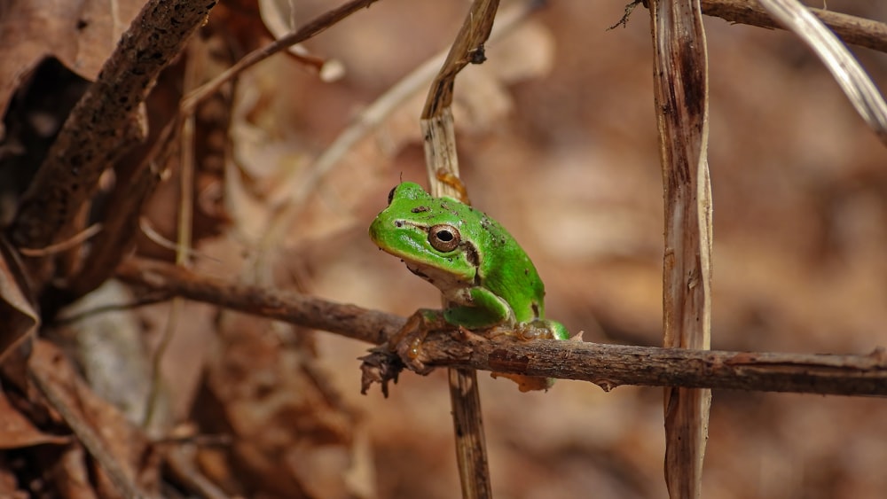 ein grüner Frosch, der auf einem Ast sitzt