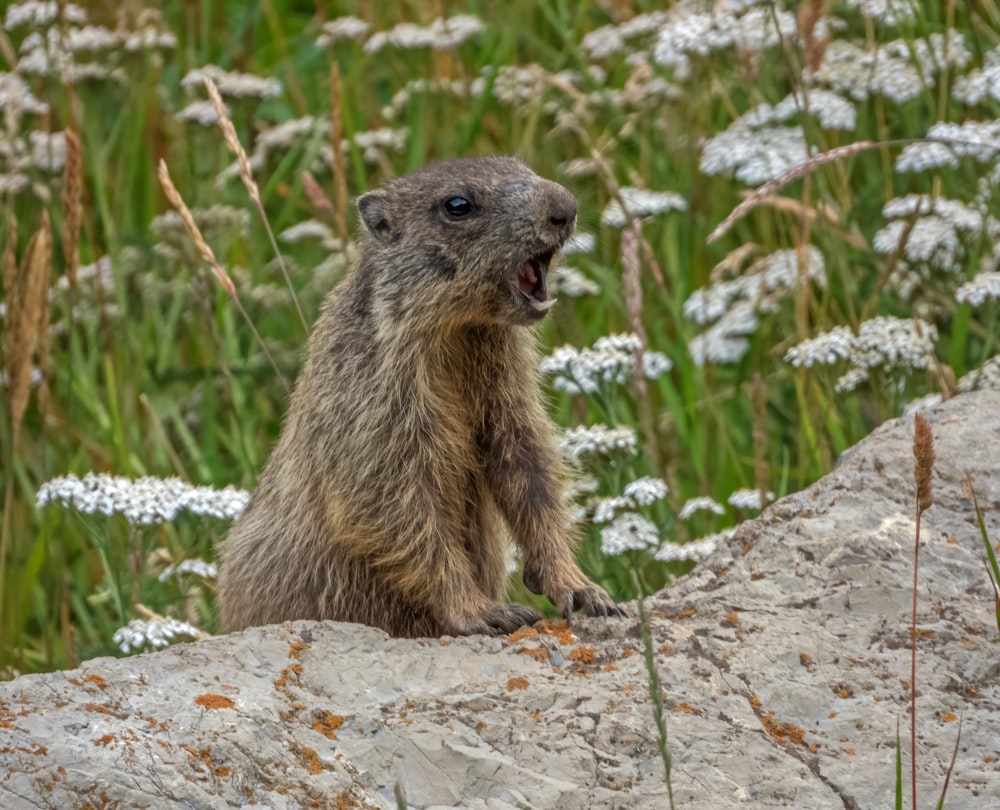 a small animal standing on top of a rock