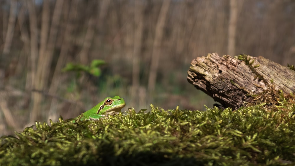 a small green frog sitting on top of a moss covered log