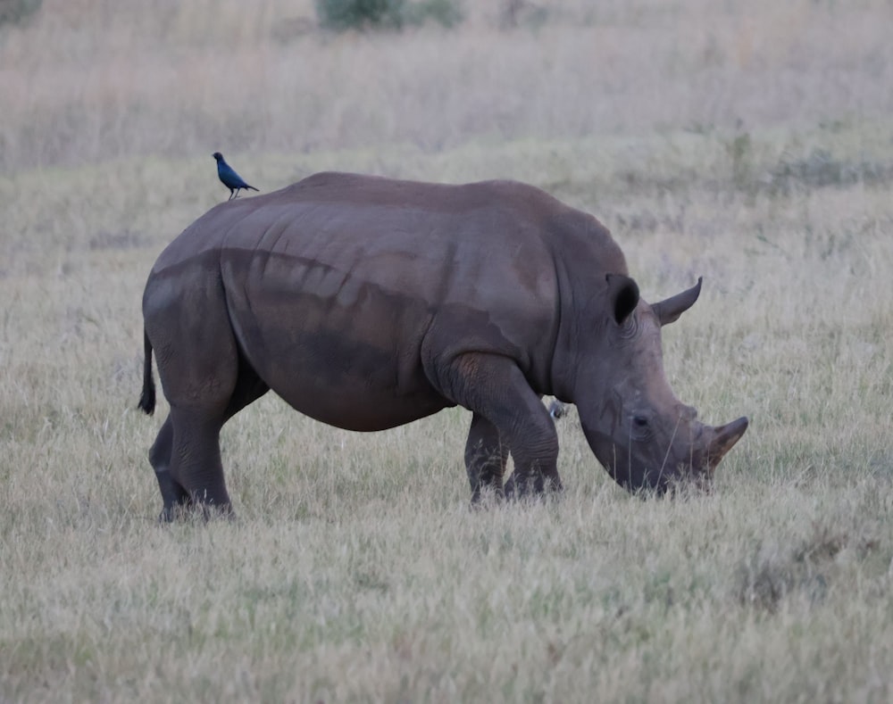 a black rhino grazing in a field with a bird on top of it