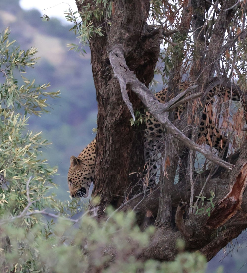 a leopard climbing up a tree in the wild