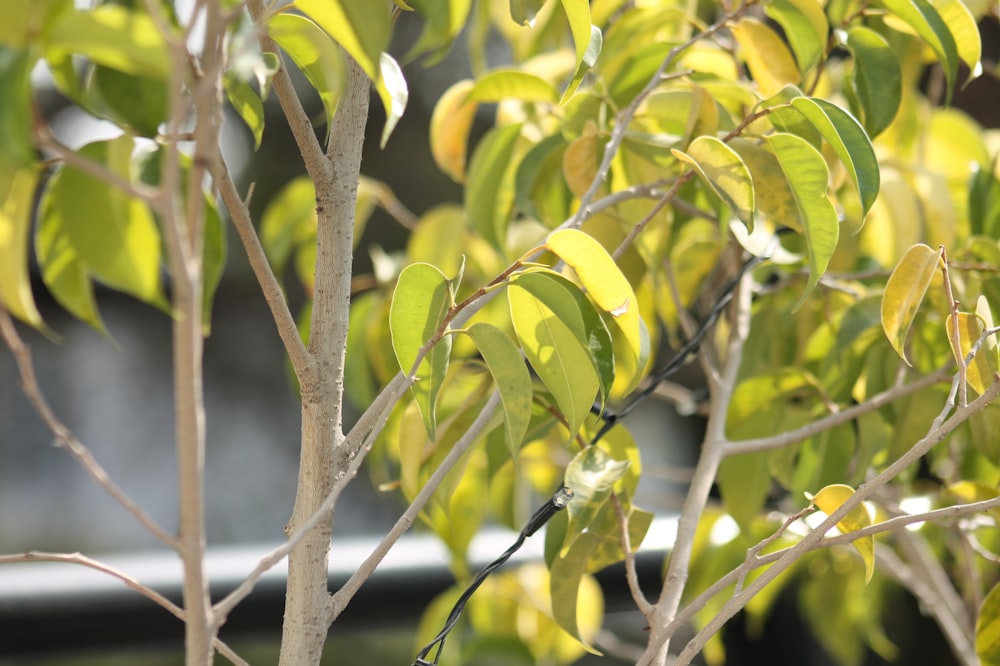 a close up of a tree with green leaves