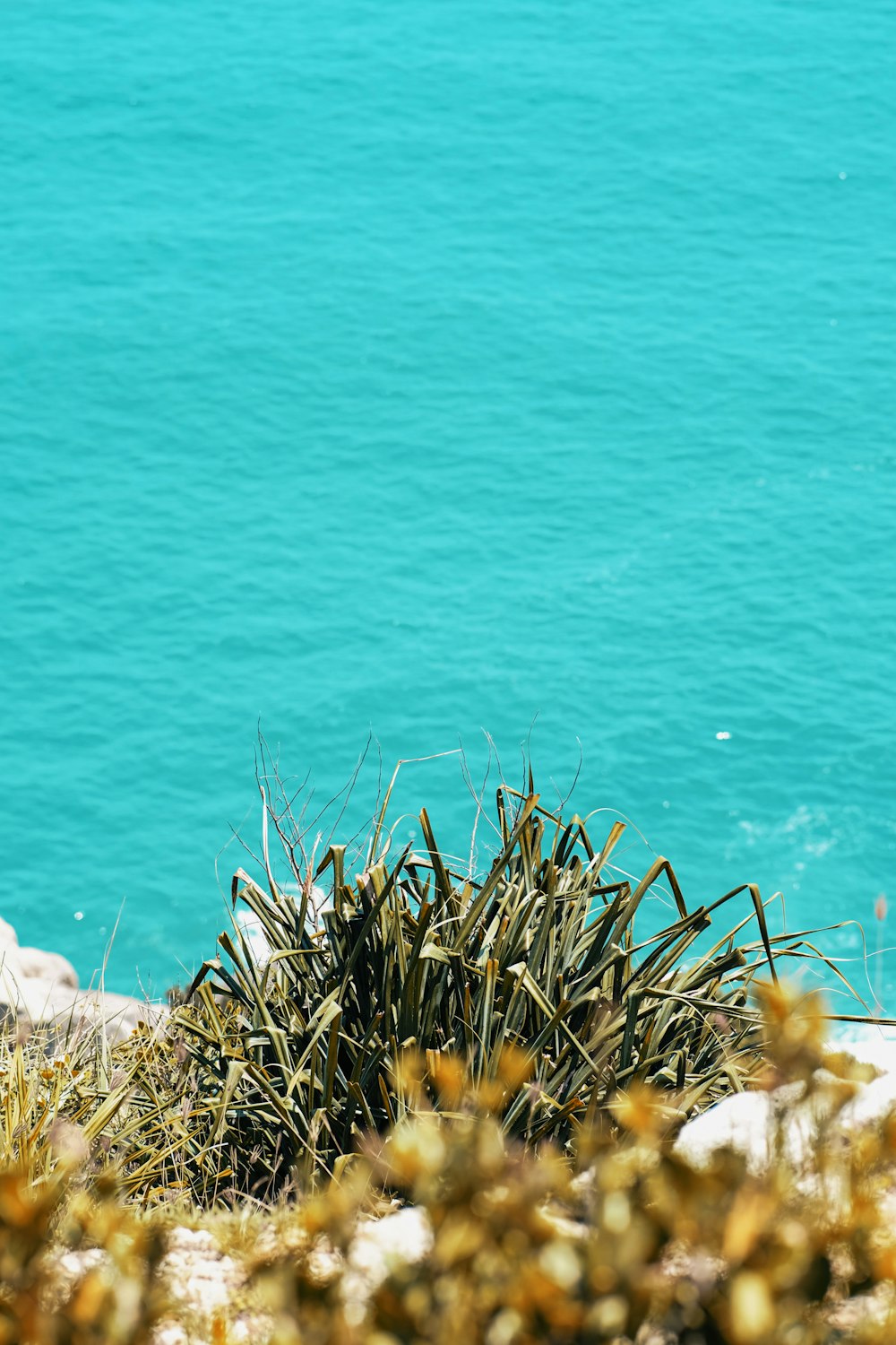 a bird is sitting on a rock near the water