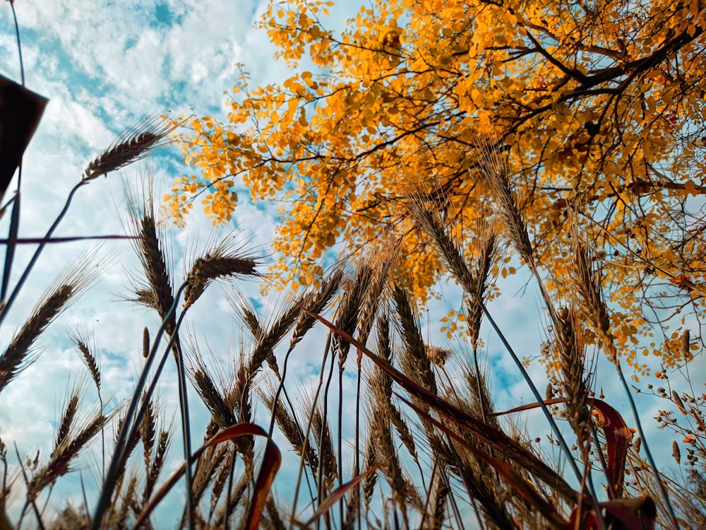 a field of tall grass under a cloudy blue sky