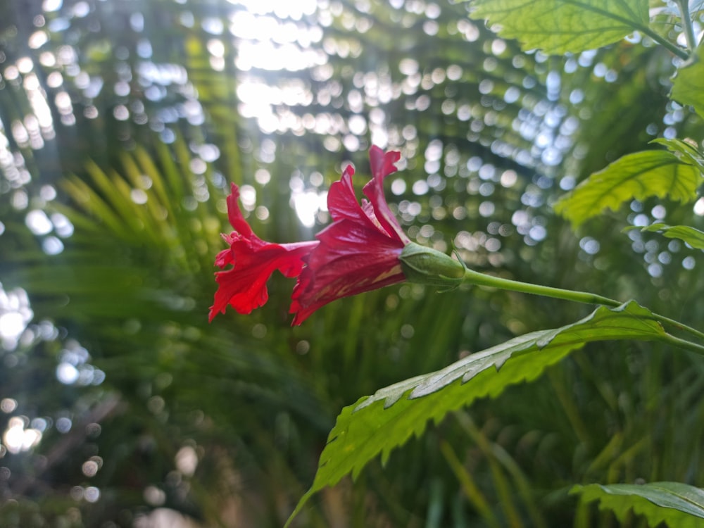 una flor roja con hojas verdes en el fondo