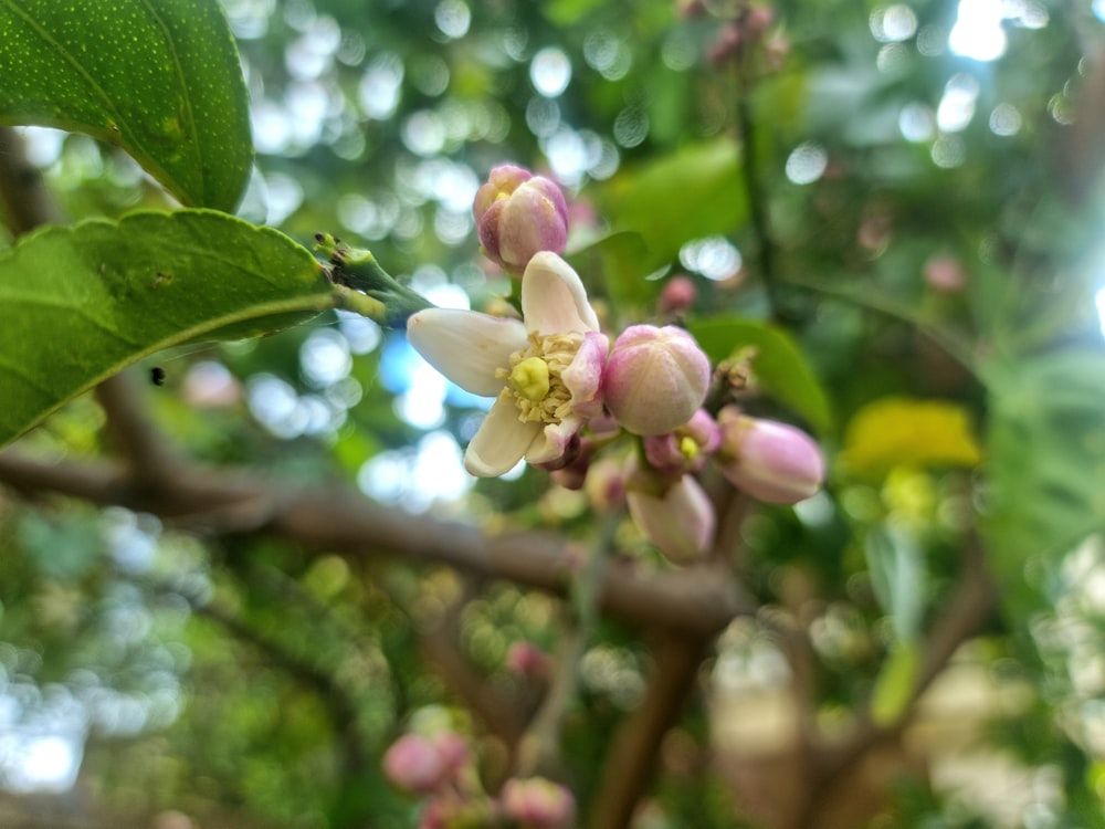 a close up of a flower on a tree branch