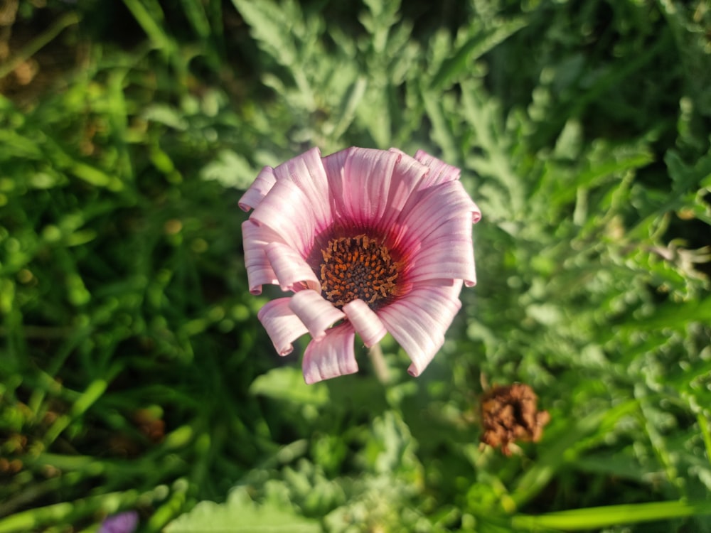 a pink flower in the middle of a field