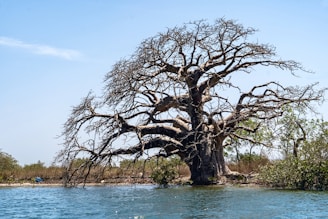 a large tree in the middle of a body of water