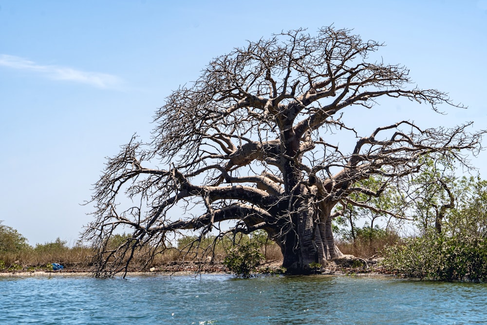 a large tree in the middle of a body of water