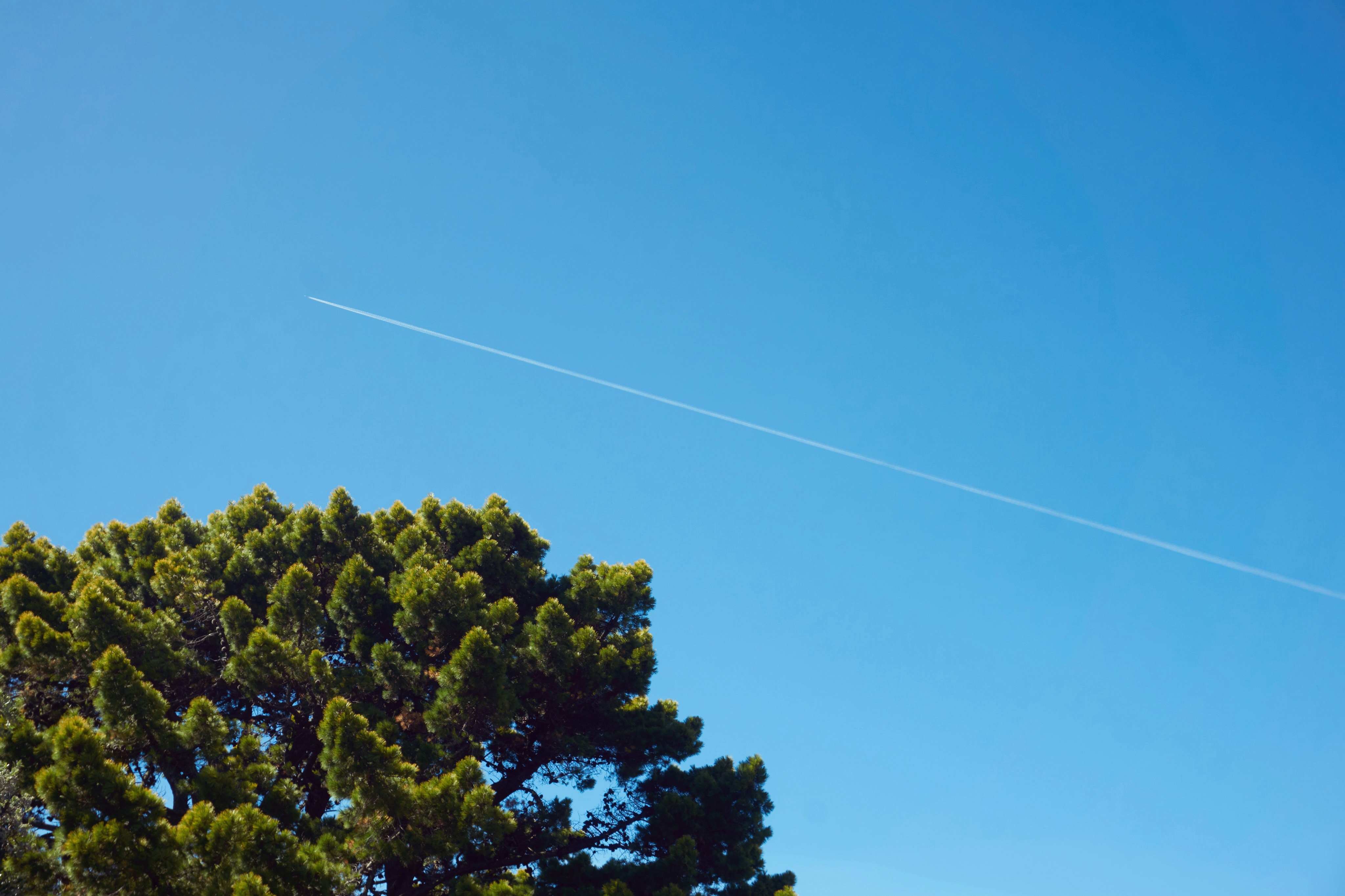 木の上を飛ぶ飛行機