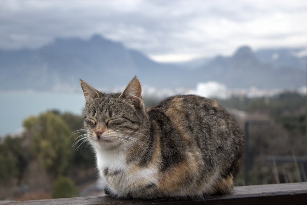 a cat that is sitting on a ledge