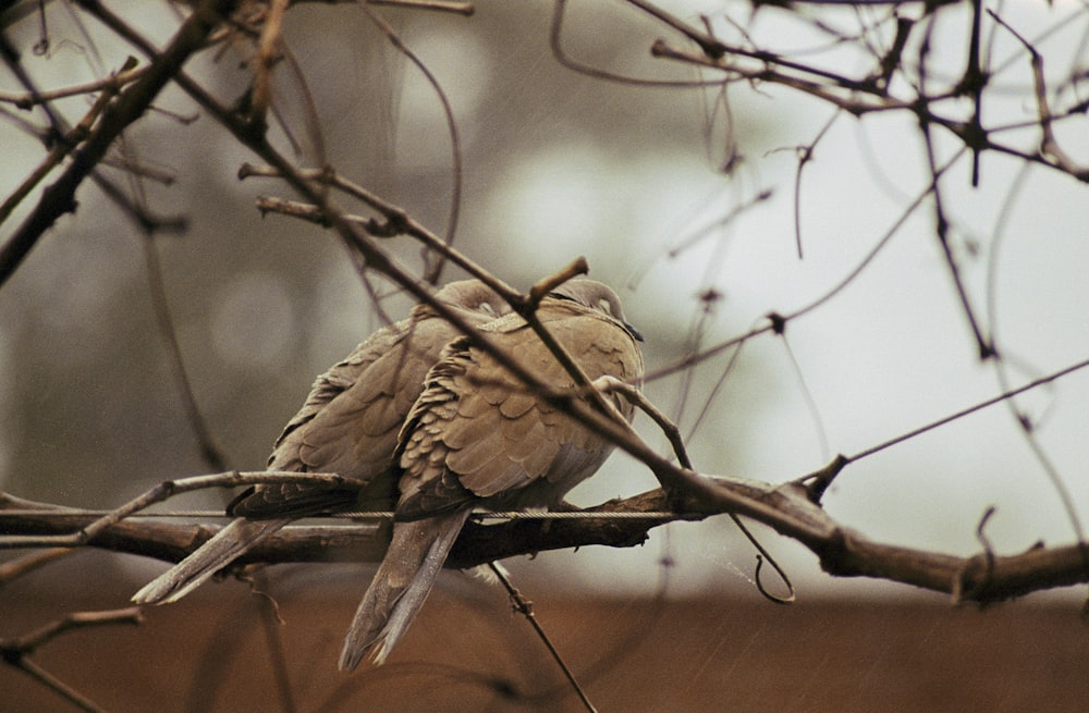 un par de pájaros sentados en lo alto de la rama de un árbol