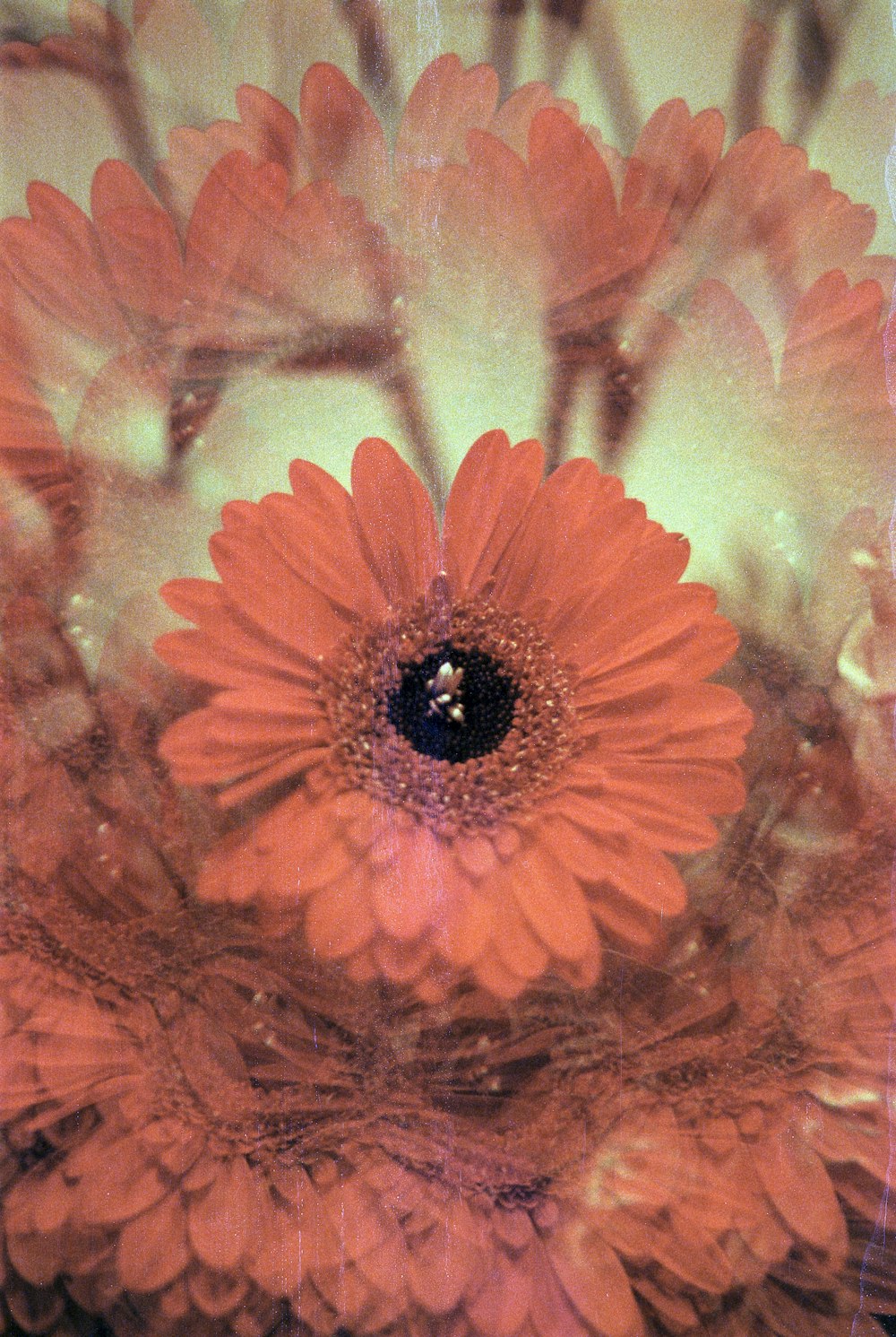 a close up of a bunch of orange flowers