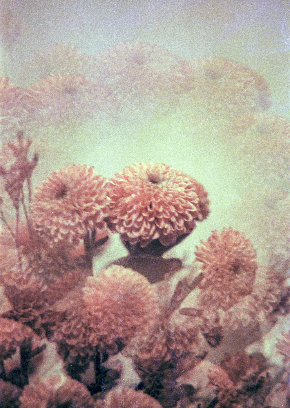 a bunch of pink flowers sitting on top of a table