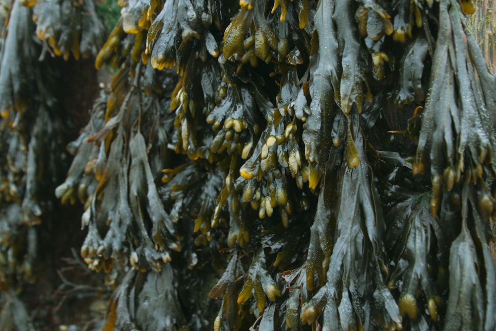 a bunch of green leaves hanging from a tree