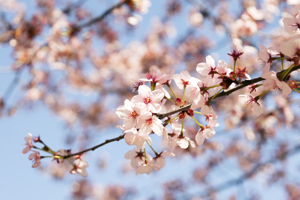 a branch of a cherry tree with white flowers