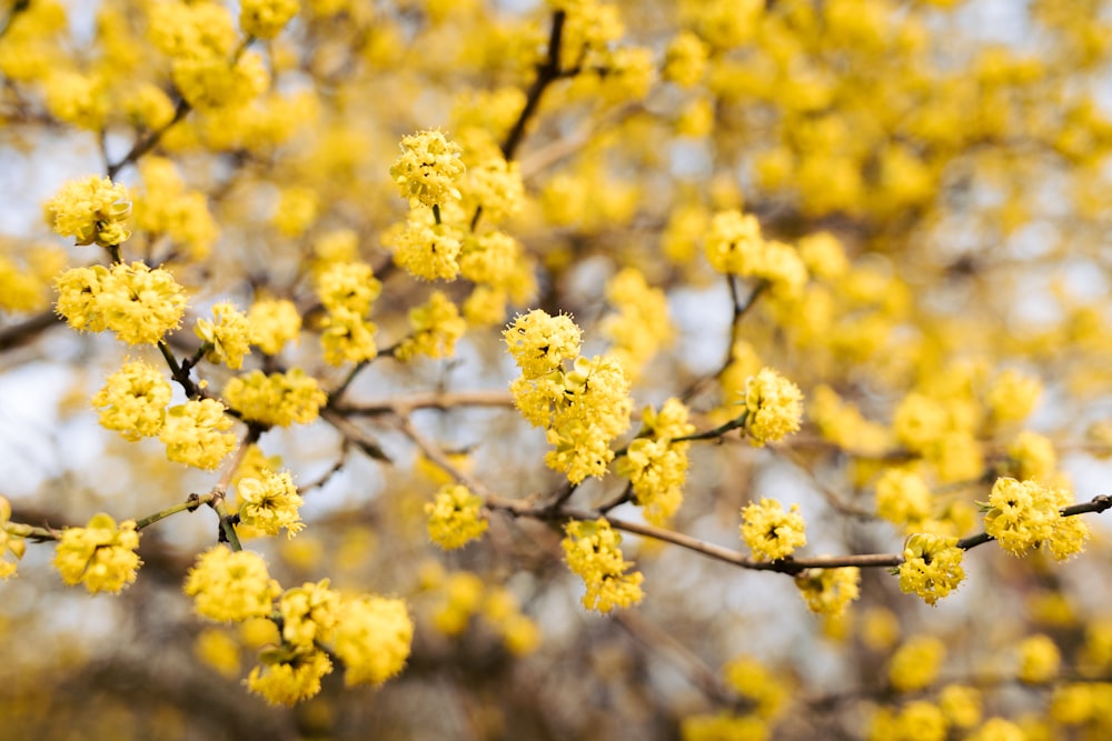 a close up of a tree with yellow flowers