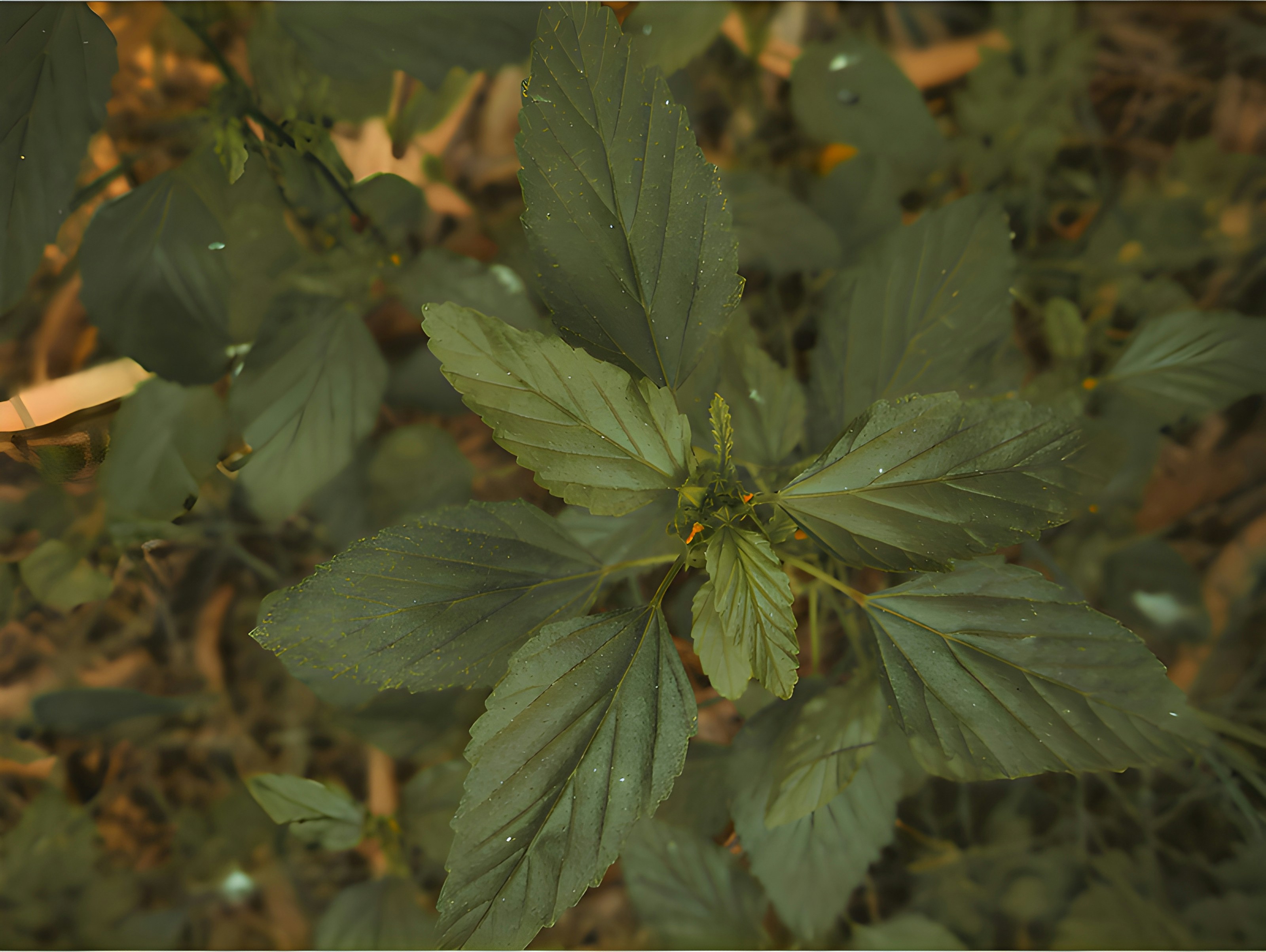 Nature of dark green leaf in garden. Natural green leaves plants using background cover page environment ecology or greenery