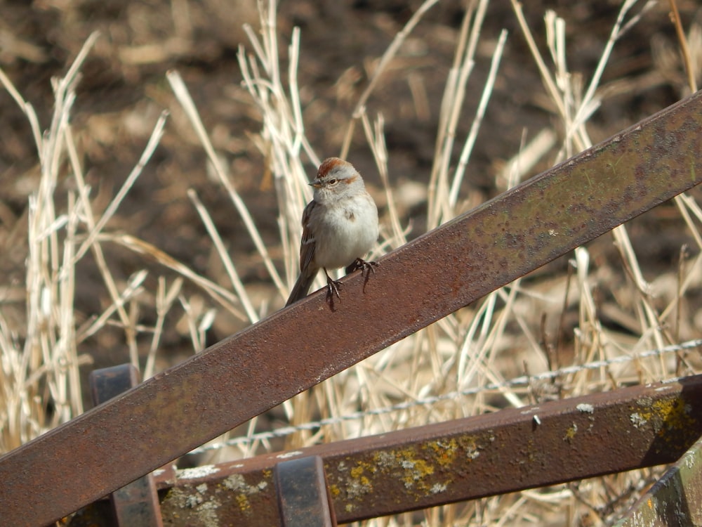 a small bird sitting on top of a rusted rail