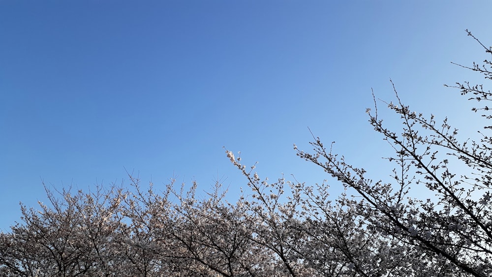 a bird is sitting on a branch of a tree