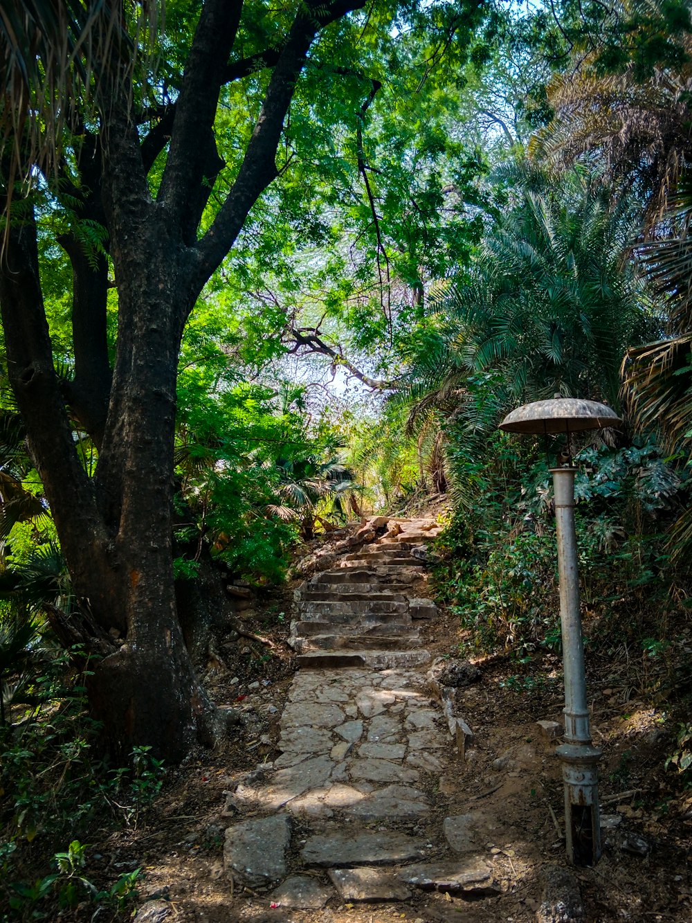 a stone path in the middle of a forest