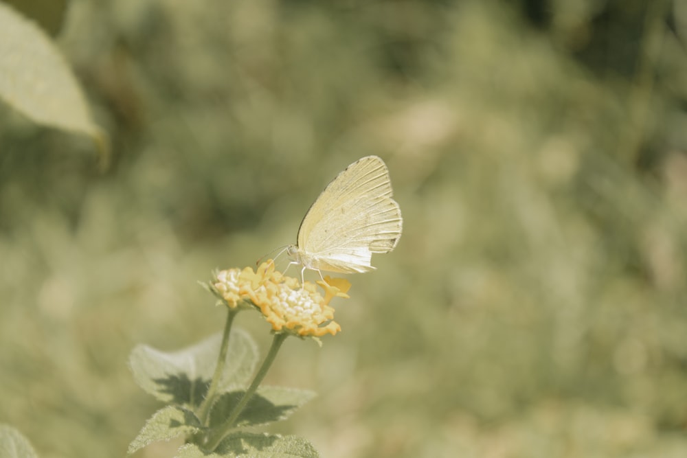 a white butterfly sitting on a yellow flower