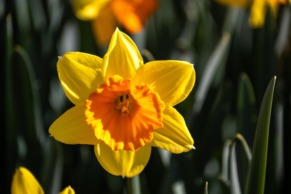 a group of yellow and orange flowers in a field