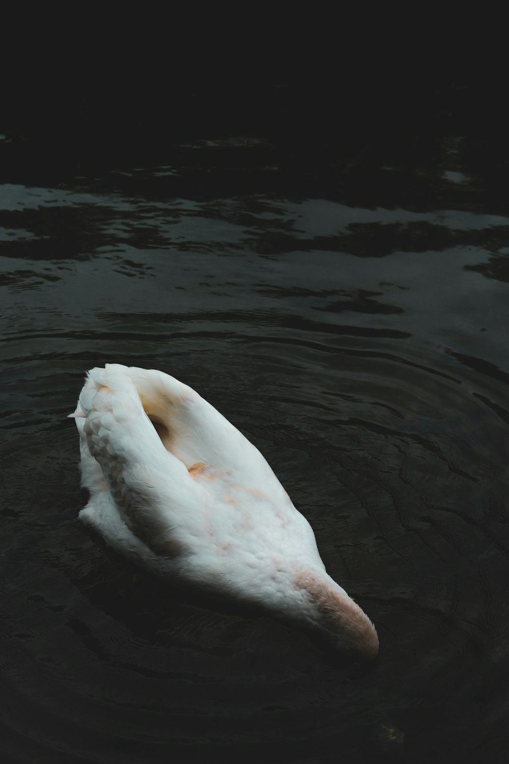 a white swan floating on top of a body of water